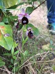 Ophrys bertolonii benacensis