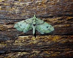 Chloroclystis sphragitis