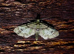 Chloroclystis sphragitis