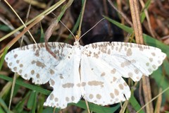 Abraxaphantes perampla