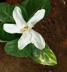 Nyctanthes arbor-tristis