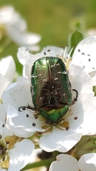 Cetonia aurata