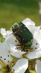 Cetonia aurata