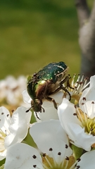 Cetonia aurata