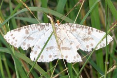 Abraxaphantes perampla