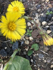 Tussilago