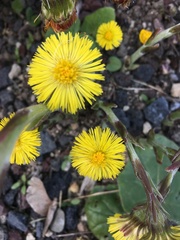 Tussilago