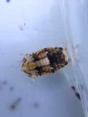 Isocladus armatus