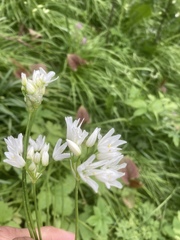 Allium neapolitanum