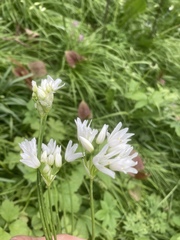Allium neapolitanum