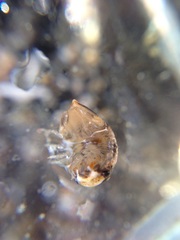 Isocladus armatus