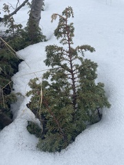 Juniperus communis communis