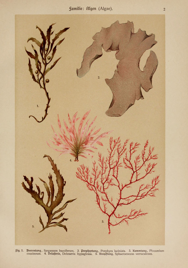 Rissoella verruculosa