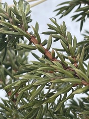 Juniperus communis communis
