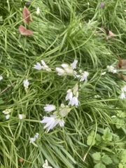 Allium neapolitanum