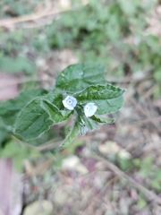 Bothriospermum chinense