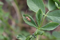 Creontiades rubrinervis