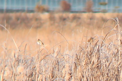 Emberiza spodocephala