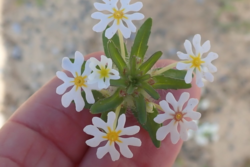 Image of Zaluzianskya affinis by no rights reserved