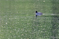 Fulica atra