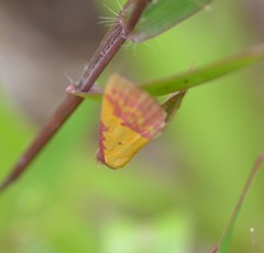 Phytometra rhodarialis