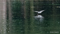 Sterna hirundo