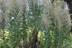 Apalochlamys spectabilis