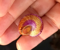 Calliostoma annulatum