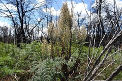 Apalochlamys spectabilis