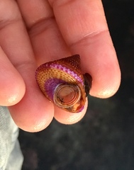 Calliostoma annulatum