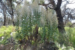 Apalochlamys spectabilis