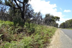 Apalochlamys spectabilis