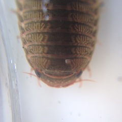 Exosphaeroma gigas