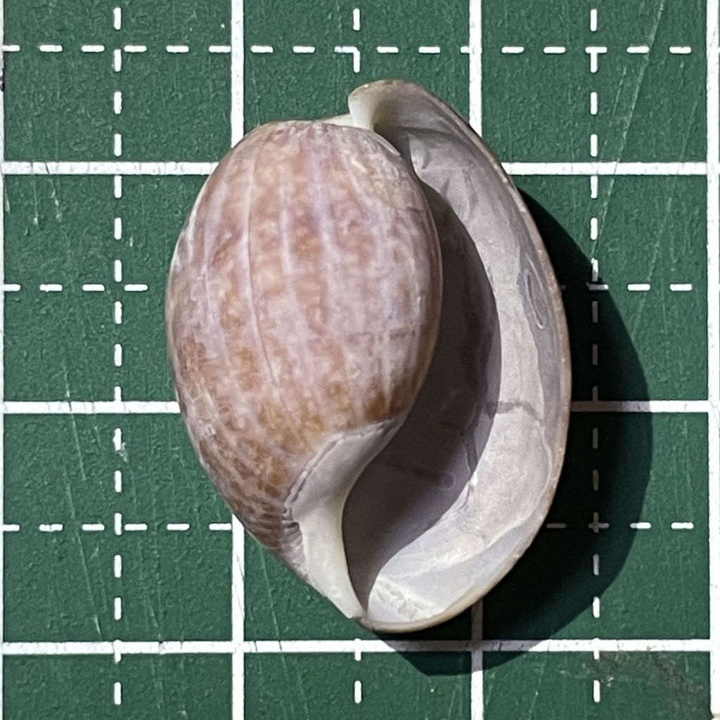 Bulla vernicosa