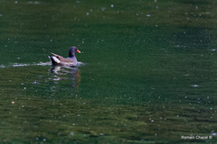 Gallinula chloropus