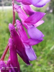 Vicia villosa