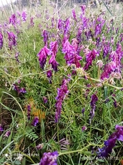Vicia villosa