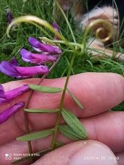 Vicia villosa