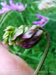 Vicia villosa