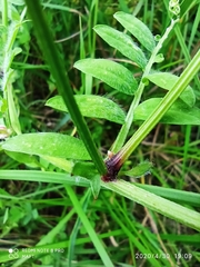 Vicia villosa