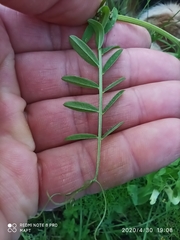 Vicia villosa