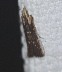 Cathyalia pallicostalis