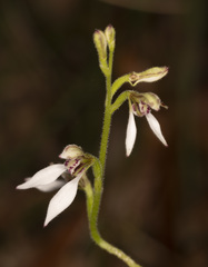 Eriochilus dilatatus