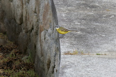 Motacilla flava iberiae