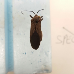 Physomerus grossipes