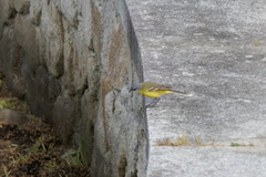 Motacilla flava iberiae