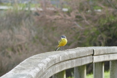Motacilla flava iberiae