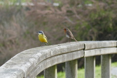 Motacilla flava iberiae