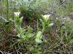 Cerastium diffusum