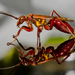 Spider Wasps - Photo (c) Emma &amp; Tom, some rights reserved (CC BY-NC), uploaded by Emma &amp; Tom